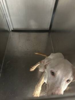 Rescue Australian Shepherd and Mixed Breed Dogs for Adoption in Fort Worth, Texas - Tipper | PetCurious