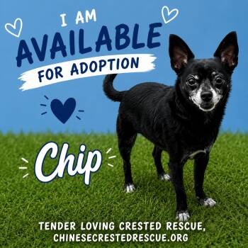 Chip/Boomer -  Chihuahua Dog for Adoption in Houston, Texas - Chip/Boomer | PetCurious