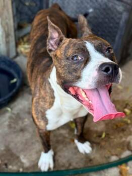 Pancho -  Pit Bull Terrier Dog for Adoption in Chicago, Illinois - Pancho | PetCurious
