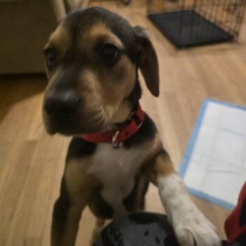 Copper -  Hound Dog for Adoption in Harrisonburg, Virginia - Copper | PetCurious