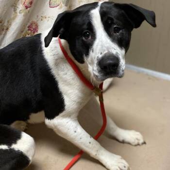 Mixed Breed Dogs Available for Adoption - Althea | PetCurious