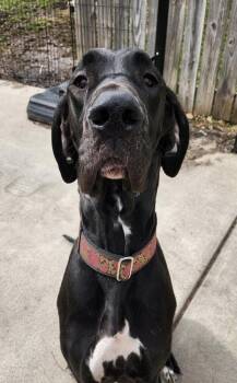 Great Dane Dogs Available for Adoption in Cheektowaga, New York - JJ | PetCurious