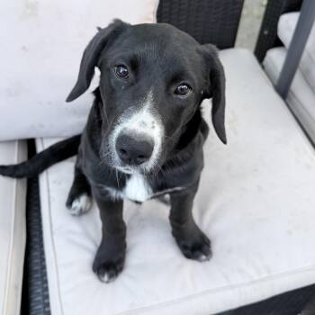 Black Labrador Retriever Dogs Available for Adoption in Shakopee, Minnesota - Poppy | PetCurious