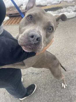 Ivy -  Pit Bull Terrier and Mixed Breed Dog for Adoption in Bridgewater, New Jersey - Ivy | PetCurious