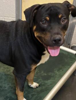 DRACO -  Rottweiler Dog for Adoption in Elizabethton, Tennessee - DRACO | PetCurious