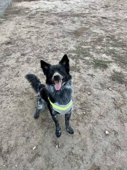 Border Collie and Australian Cattle Dog Blue Heeler Dogs Available for Adoption - Aries- | PetCurious