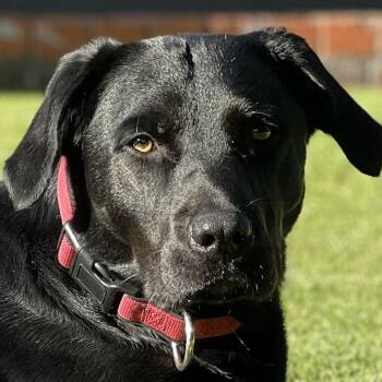 Ollie -  Labrador Retriever Dog for Adoption in San Francisco, California - Ollie | PetCurious
