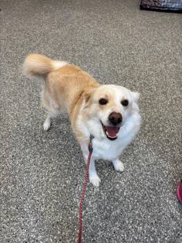 Australian Shepherd and Chow Chow Dogs Available for Adoption - Keto | PetCurious