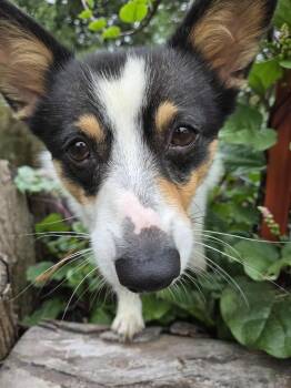 Rescue Pembroke Welsh Corgi Dogs for Adoption in Broken Arrow, Oklahoma - Perry | PetCurious