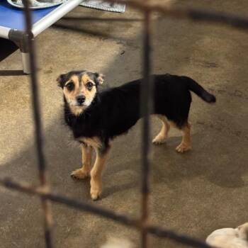 Lupita -  Chihuahua and Mixed Breed Dog for Adoption in Newberg, Oregon - Lupita | PetCurious