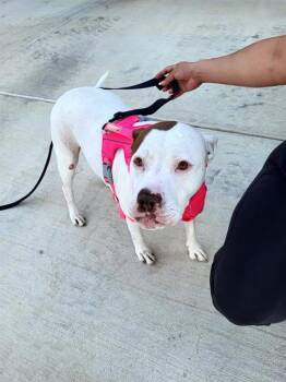 SHEILA -  American Staffordshire Terrier and Mixed Breed Dog for Adoption in San Antonio, Texas - SHEILA | PetCurious