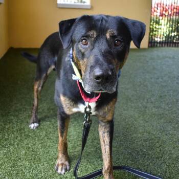 Zeus -  Mixed Breed Dog for Adoption in West Palm Beach, Florida - Zeus | PetCurious