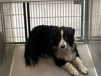 NEWT -  Australian Shepherd Dog for Adoption in Modesto, California - NEWT | PetCurious