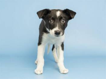 JOANNA -  Border Collie and Mixed Breed Dog for Adoption in Phoenix, Arizona - JOANNA | PetCurious