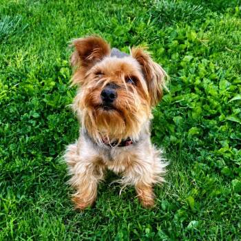 Yorkshire Terrier Dogs Available for Adoption in Mount Vernon, Indiana - Cooper | PetCurious
