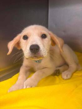 Cinnamon Twist -  Labrador Retriever Dog for Adoption in Statesboro, Georgia - Cinnamon Twist | PetCurious