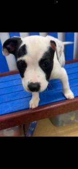 Chihuahua Dogs Available for Adoption - Willie | PetCurious