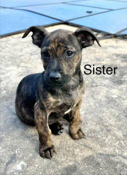 Terrier Dogs Available for Adoption in Manchester, Connecticut - Sister | PetCurious