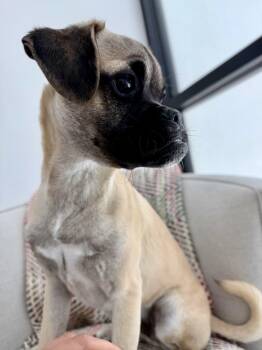 Pug Dogs Available for Adoption in Los Angeles, California - Benny | PetCurious
