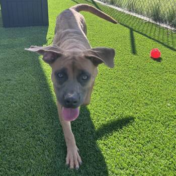 Nola -  Mixed Breed Dog for Adoption in Binghamton, New York - Nola | PetCurious