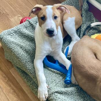 Rough Collie and Pit Bull Terrier Dogs Available for Adoption in Bellaire, Michigan - Finnick | PetCurious