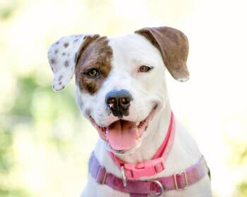 Willow - Salida, CO -  American Staffordshire Terrier and Pit Bull Terrier Dog for Adoption in Boulder, Colorado - Willow - Salida, CO | PetCurious