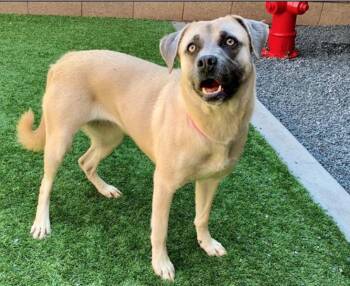 Please Save Me - LESLIE - A551082 -  Anatolian Shepherd and Labrador Retriever Dog for Adoption in San Marcos, California - Please Save Me - LESLIE - A551082 | PetCurious