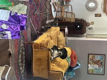 Rescue Irish Wolfhound and Poodle Dogs for Adoption in Nashville, Tennessee - AJ | PetCurious