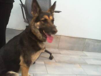 German Shepherd Dog Dogs Available for Adoption - SCARLETT | PetCurious