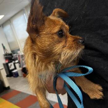 Bruno -  Chihuahua Dog for Adoption in Philadelphia, Pennsylvania - Bruno | PetCurious