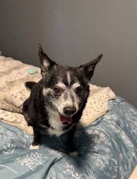 Matty -  Chihuahua and Jack Russell Terrier Dog for Adoption in Newport, Kentucky - Matty | PetCurious
