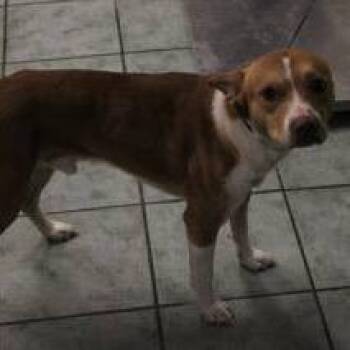 PAUL -  Pit Bull Terrier Dog for Adoption in Brock, Texas - PAUL | PetCurious