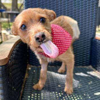 Chihuahua and Wirehaired Terrier Dogs Available for Adoption - Maddox | PetCurious