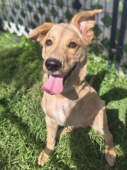 Rescue Golden Retriever and Standard Poodle Dogs for Adoption in Modesto, California - Nemo First Ever 5 Legged Dog!! | PetCurious