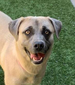 FINAL DEADLINE AND OUT OF TIME - SHY, SWEET LESLIE (So Cal) -  Anatolian Shepherd and Labrador Retriever Dog for Adoption in San Marcos, California - FINAL DEADLINE AND OUT OF TIME - SHY, SWEET LESLIE (So Cal) | PetCurious
