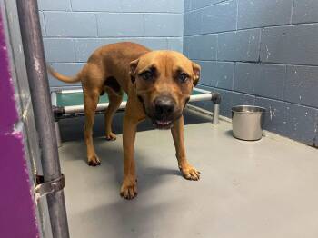 Curry -  Labrador Retriever Dog for Adoption in Rowlett, Texas - Curry | PetCurious