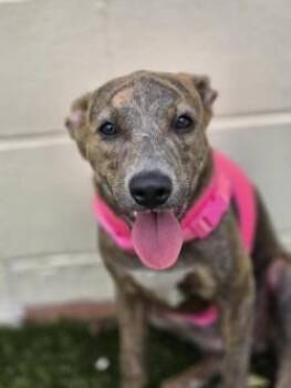 Amara -  Mixed Breed Dog for Adoption in Savannah, Georgia - Amara | PetCurious