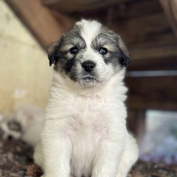 Minnow -  Great Pyrenees Dog for Adoption in Richmond, Virginia - Minnow | PetCurious