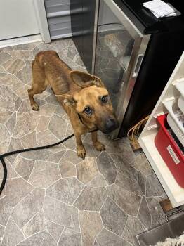 German Shepherd Dog and Mixed Breed Dogs Available for Adoption in Chester, South Carolina - DIEGO | PetCurious
