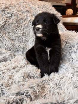 Border Collie Dogs Available for Adoption - Chip (AL) | PetCurious