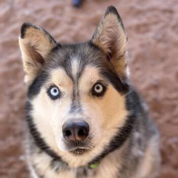 Just Ken -  Husky Dog for Adoption in Salt Lake City, Utah - Just Ken | PetCurious