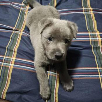 Labrador Retriever and Mixed Breed Dogs Available for Adoption in Rockville, Maryland - Bear | PetCurious