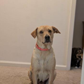 Willow -  Labrador Retriever Dog for Adoption in Lewisville, Indiana - Willow | PetCurious
