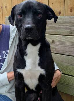 Rescue Rottweiler Dogs for Adoption in Hilton Head Island, South Carolina - Tuxx | PetCurious