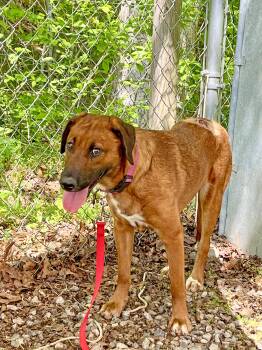 Hound Dogs Available for Adoption in Marshall, North Carolina - Sassafras  | PetCurious