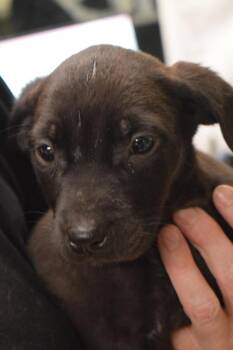 Labrador Retriever and Mixed Breed Dogs Available for Adoption in Pahrump, Nevada - Bodie (L576 P7) | PetCurious