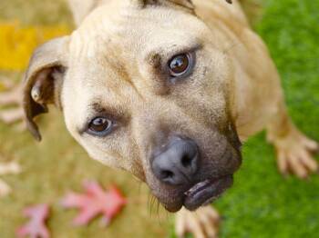 Black Mouth Cur and Mixed Breed Dogs Available for Adoption in Tallahassee, Florida - STICK | PetCurious