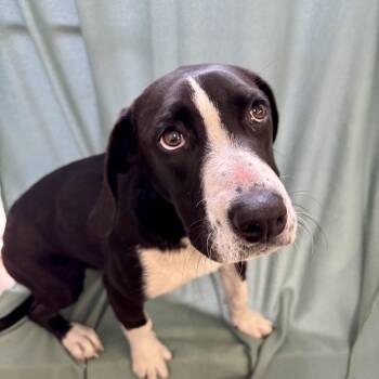 Hound Dogs Available for Adoption in Circleville, Ohio - Lemon | PetCurious