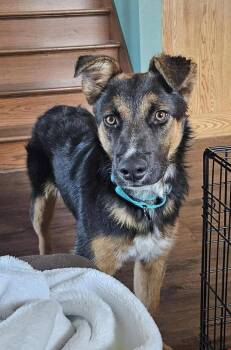 German Shepherd Dog Dogs Available for Adoption in Fredonia, Wisconsin - Fernando | PetCurious