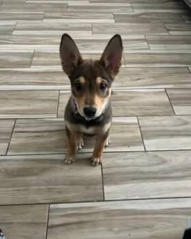 Skipper -  Shepherd Dog for Adoption in Broken Arrow, Oklahoma - Skipper | PetCurious